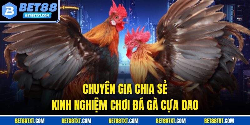 Chuyên gia chia sẻ kinh nghiệm chơi đá gà cựa dao