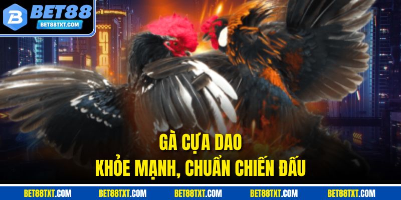 Gà cựa dao khỏe mạnh, chuẩn chiến đấu
