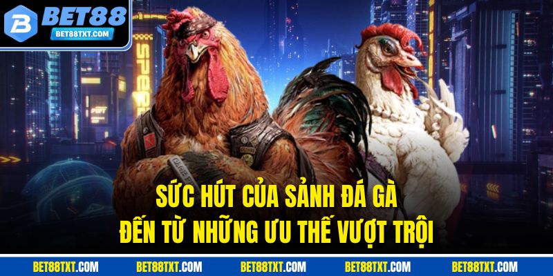 Sức hút của sảnh đá gà đến từ những ưu thế vượt trội